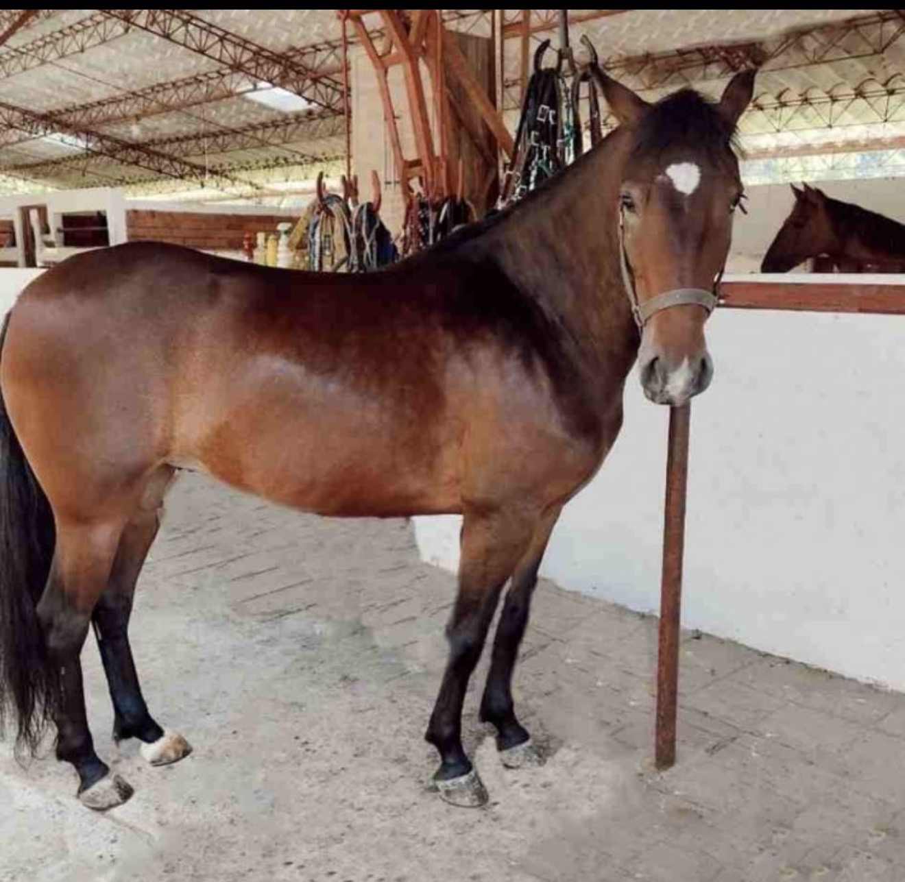 Triunfadora de la bonita